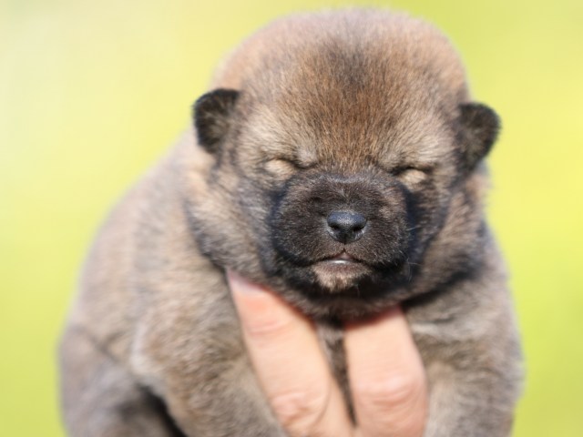 FP5A4899-puupy-shibainu FP5A4899-puupy-shibainu