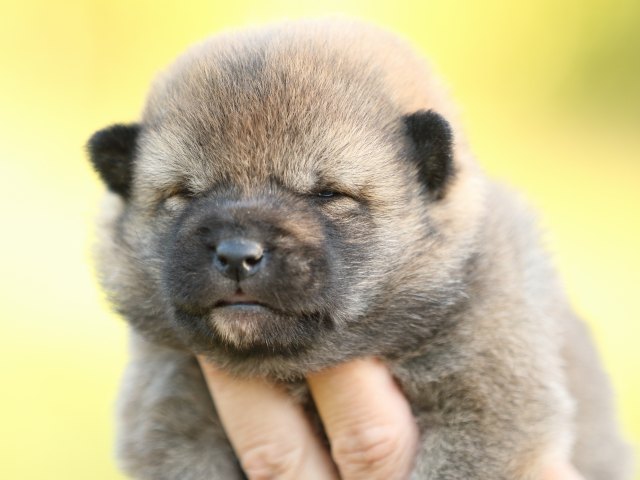 FP5A4901-puupy-shibainu FP5A4901-puupy-shibainu