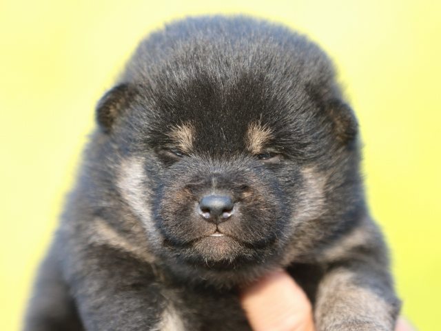 FP5A4904-puupy-shibainu FP5A4904-puupy-shibainu
