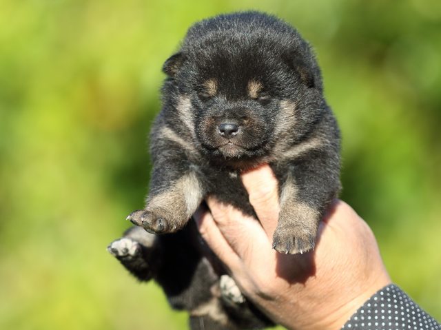 FP5A4908-puupy-shibainu FP5A4908-puupy-shibainu