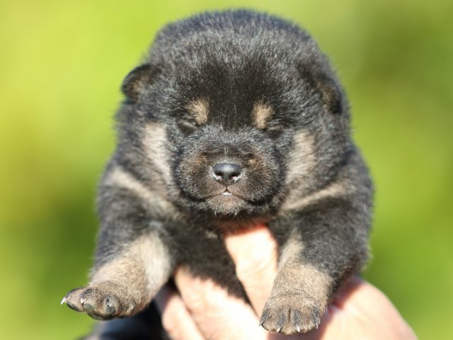 FP5A4910-puupy-shibainu FP5A4910-puupy-shibainu