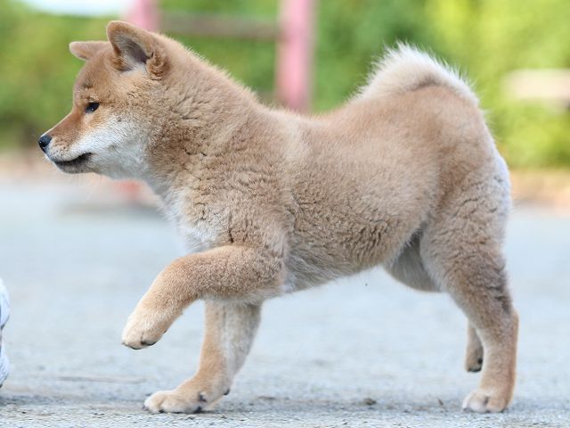 FP5A4941-puppy FP5A4941-puppy