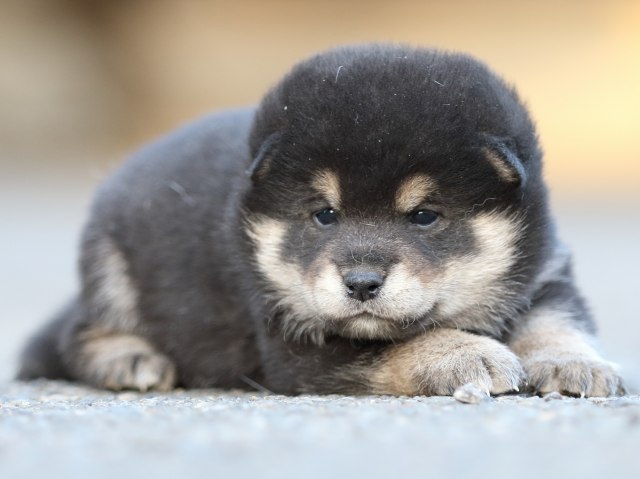 FP5A4954-puupy-shibainu FP5A4954-puupy-shibainu