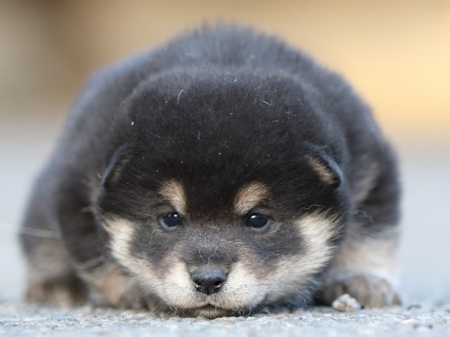 FP5A4965-puupy-shibainu FP5A4965-puupy-shibainu
