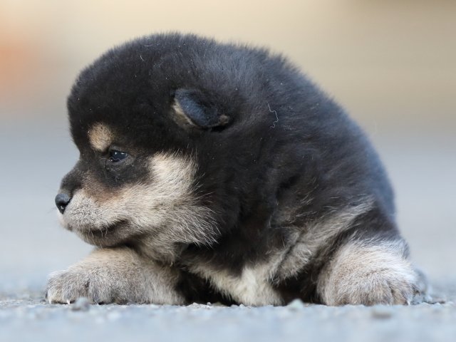 FP5A4973-puupy-shibainu FP5A4973-puupy-shibainu