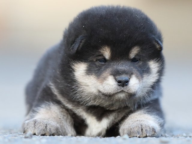FP5A4983-puupy-shibainu FP5A4983-puupy-shibainu