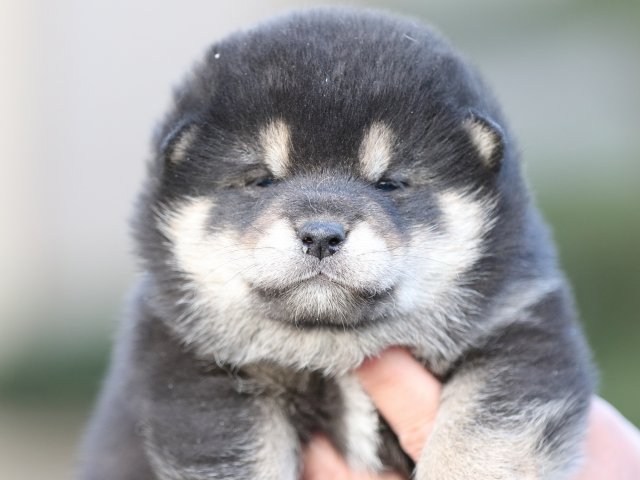 FP5A4994-puupy-shibainu FP5A4994-puupy-shibainu