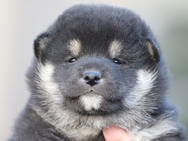 FP5A4998-puupy-shibainu FP5A4998-puupy-shibainu
