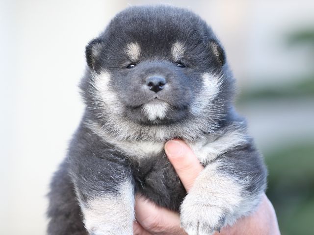 FP5A5000-puupy-shibainu FP5A5000-puupy-shibainu
