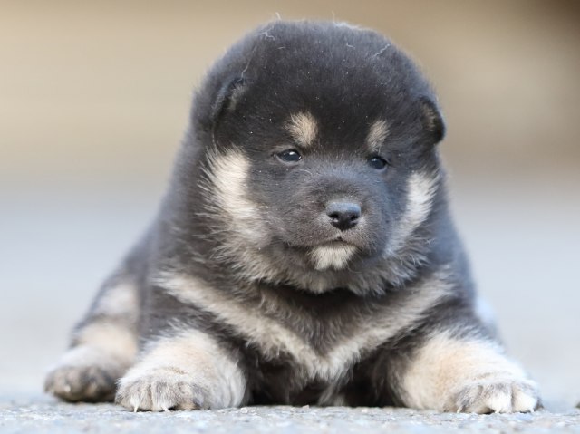 FP5A5003-puupy-shibainu FP5A5003-puupy-shibainu