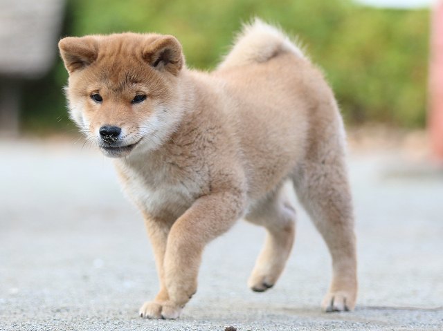 FP5A5006-puppy FP5A5006-puppy