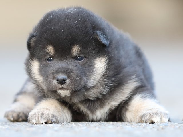 FP5A5011-puupy-shibainu FP5A5011-puupy-shibainu