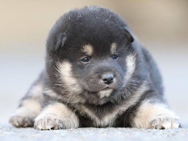 FP5A5012-puupy-shibainu FP5A5012-puupy-shibainu
