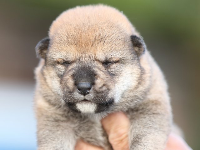 FP5A5016-puupy-shibainu FP5A5016-puupy-shibainu