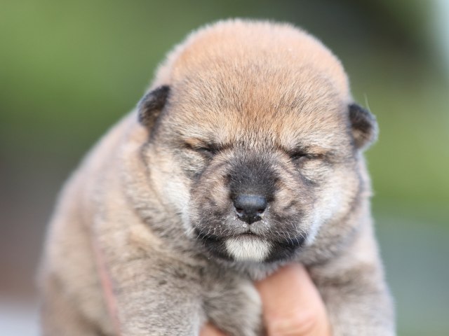 FP5A5021-puupy-shibainu FP5A5021-puupy-shibainu