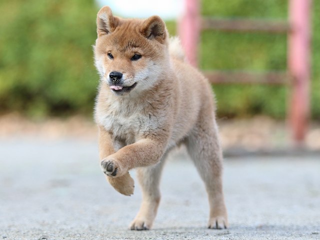 FP5A5022-puppy FP5A5022-puppy
