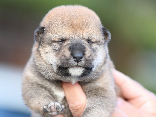 FP5A5023-puupy-shibainu FP5A5023-puupy-shibainu