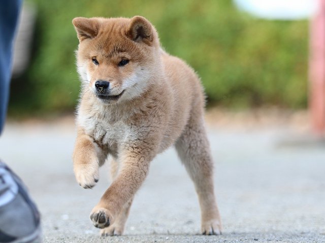 FP5A5025-puppy FP5A5025-puppy