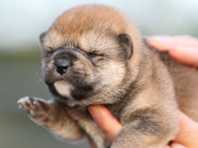 FP5A5030-puupy-shibainu FP5A5030-puupy-shibainu