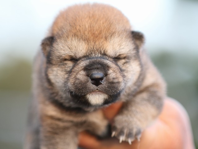 FP5A5032-puupy-shibainu FP5A5032-puupy-shibainu