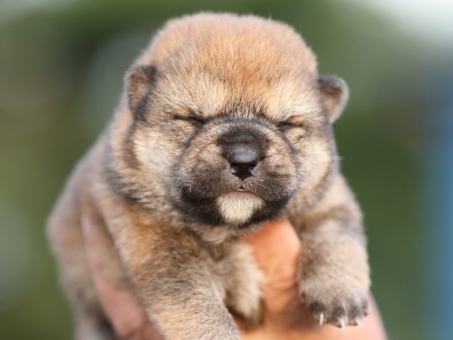 FP5A5037-puupy-shibainu FP5A5037-puupy-shibainu