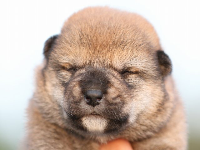 FP5A5041-puupy-shibainu FP5A5041-puupy-shibainu