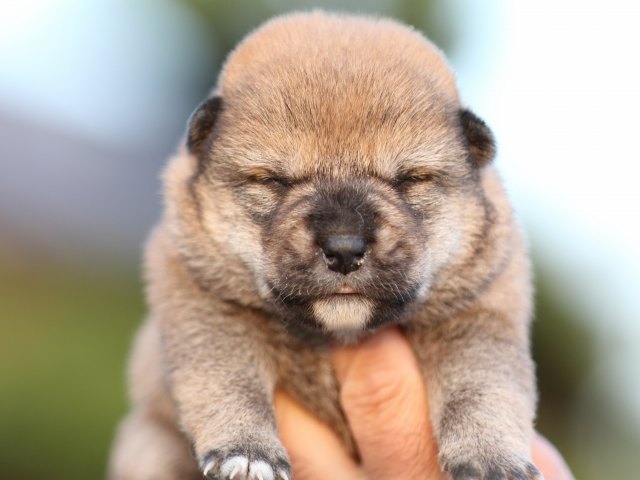 FP5A5043-puupy-shibainu FP5A5043-puupy-shibainu
