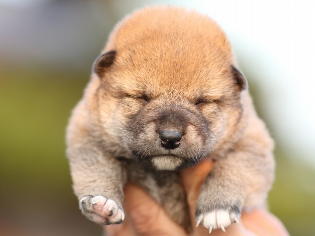 FP5A5048-puupy-shibainu FP5A5048-puupy-shibainu