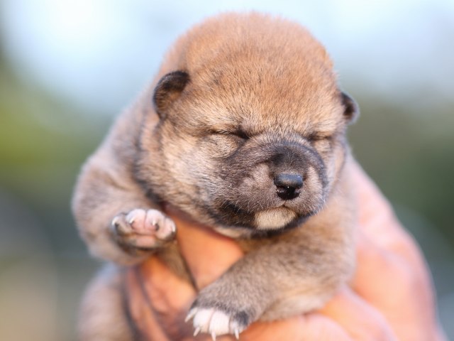 FP5A5051-puupy-shibainu FP5A5051-puupy-shibainu