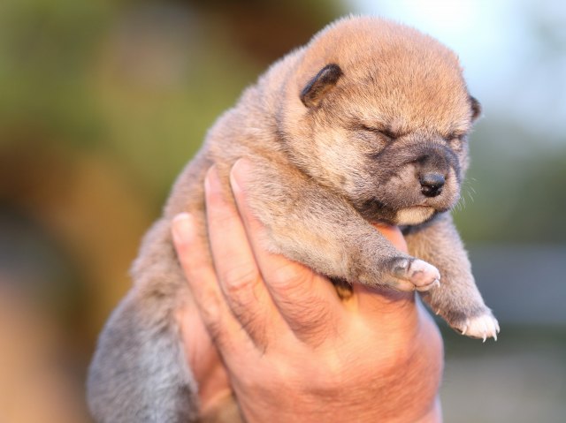 FP5A5054-puupy-shibainu FP5A5054-puupy-shibainu