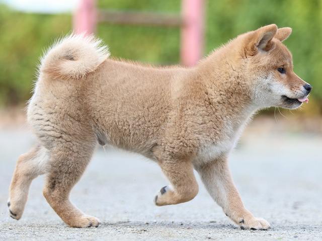 FP5A5060-puppy FP5A5060-puppy