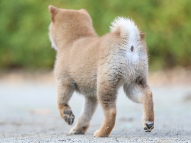 FP5A5077-puppy FP5A5077-puppy