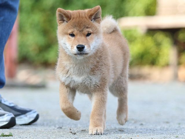 FP5A5107-puppy FP5A5107-puppy