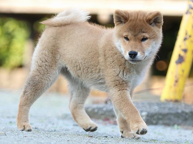 FP5A5134-puppy FP5A5134-puppy