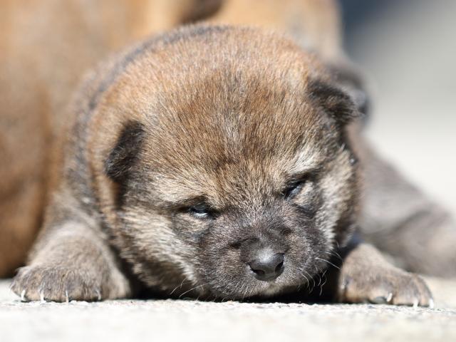 FP5A5204-puupy-shibainu FP5A5204-puupy-shibainu