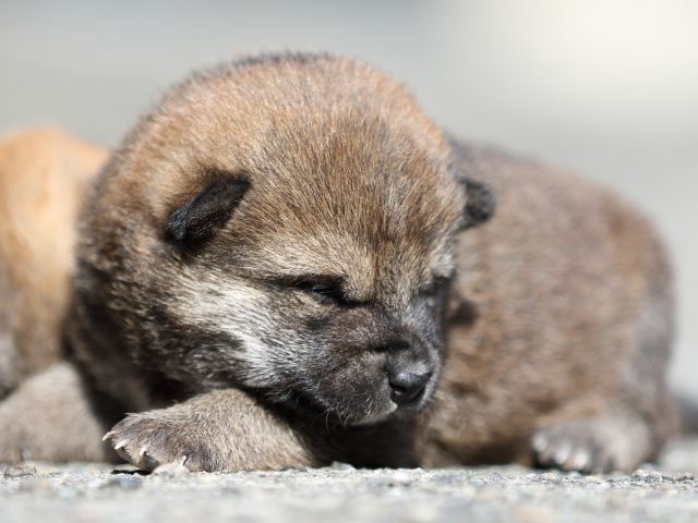 FP5A5242-puupy-shibainu FP5A5242-puupy-shibainu