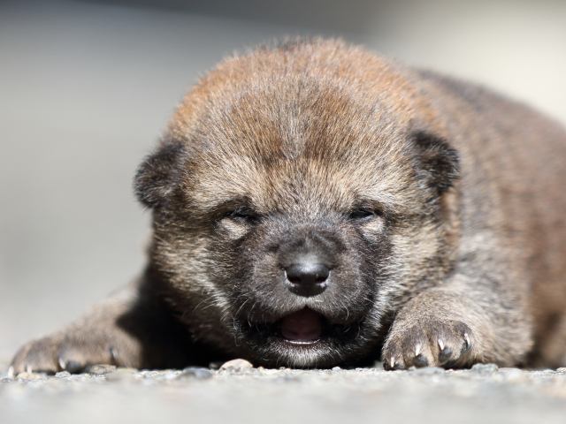 FP5A5247-puupy-shibainu FP5A5247-puupy-shibainu