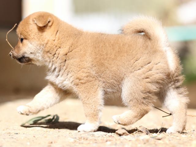FP5A5362-puupy-shibainu FP5A5362-puupy-shibainu