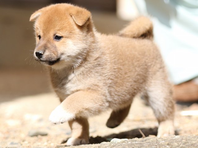 FP5A5493-puupy-shibainu FP5A5493-puupy-shibainu