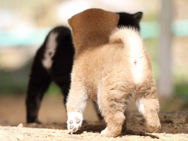 FP5A5603-puupy-shibainu FP5A5603-puupy-shibainu