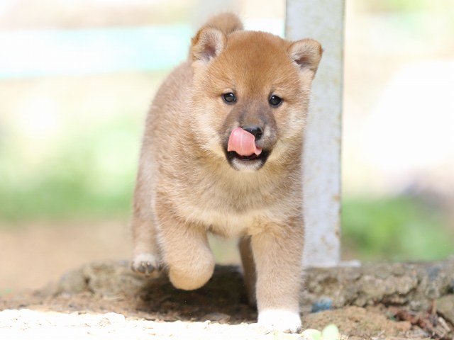FP5A5633-puupy-shibainu FP5A5633-puupy-shibainu