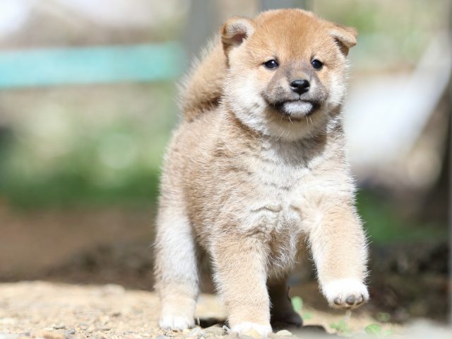 FP5A5635-puupy-shibainu FP5A5635-puupy-shibainu