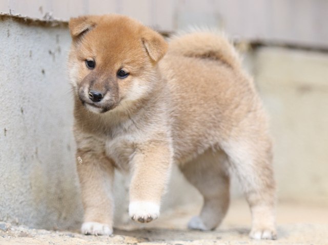 FP5A5660-puupy-shibainu FP5A5660-puupy-shibainu