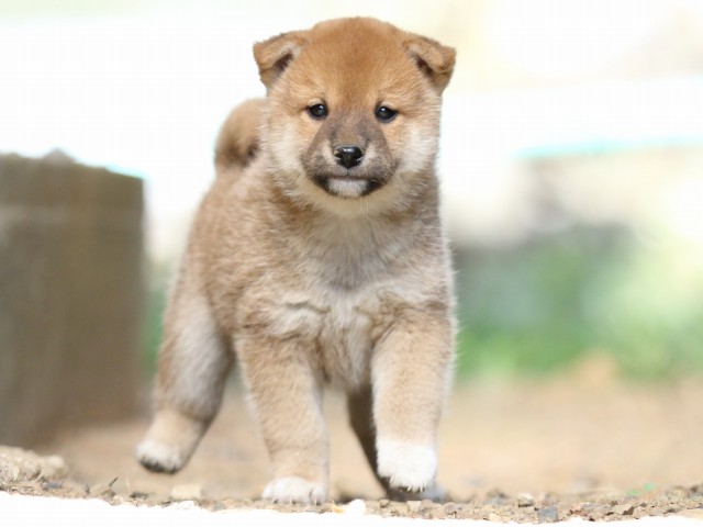FP5A5674-puupy-shibainu FP5A5674-puupy-shibainu