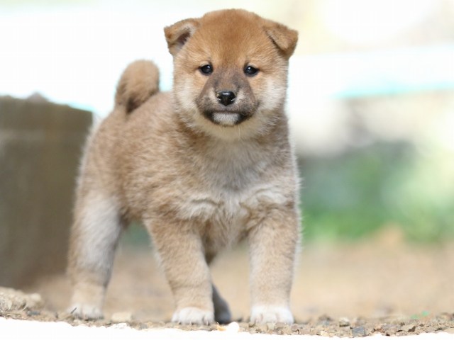 FP5A5675-puupy-shibainu FP5A5675-puupy-shibainu