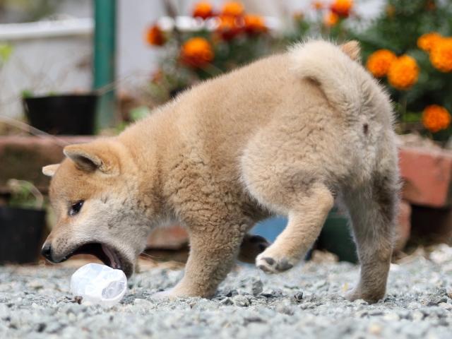 FP5A5861-puupy-shibainu FP5A5861-puupy-shibainu