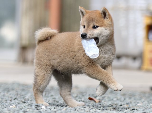 FP5A5865-puupy-shibainu FP5A5865-puupy-shibainu