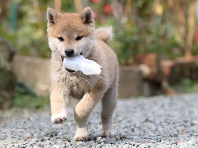 FP5A5904-puupy-shibainu FP5A5904-puupy-shibainu
