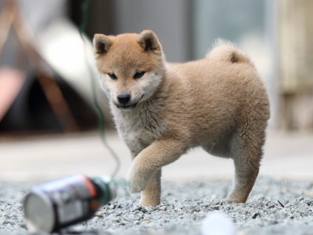 FP5A5952-puupy-shibainu FP5A5952-puupy-shibainu