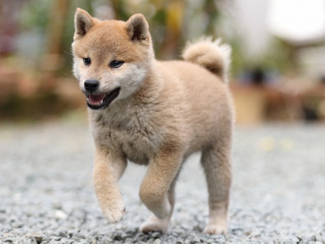 FP5A5970-puupy-shibainu FP5A5970-puupy-shibainu